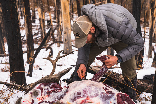 field dressing a mule deer