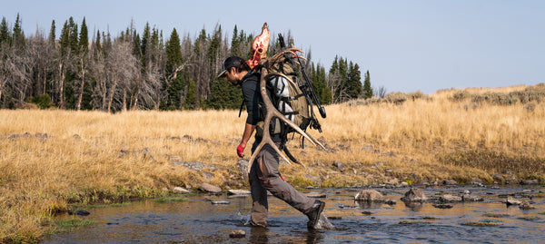 Hunter packing bull elk