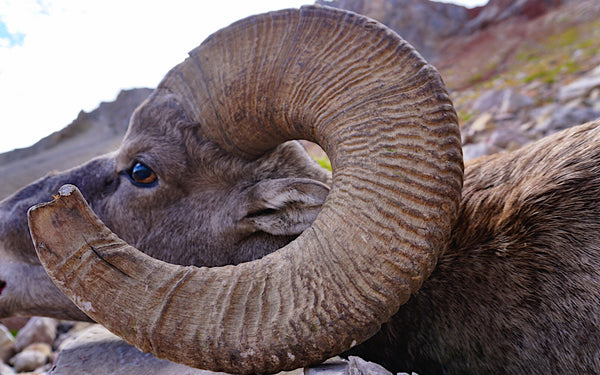 wild sheep