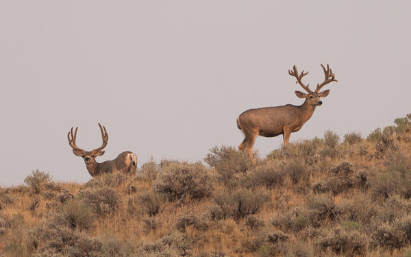 mule deer