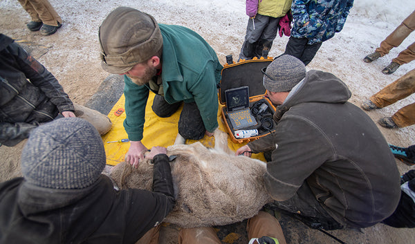 Stone Glacier deer conservation volunteer work