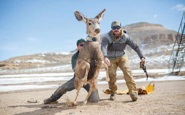 Stone Glacier volunteer releasing collared mule deer