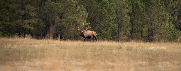 Field judging trophy bull elk