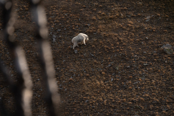 mountain goat