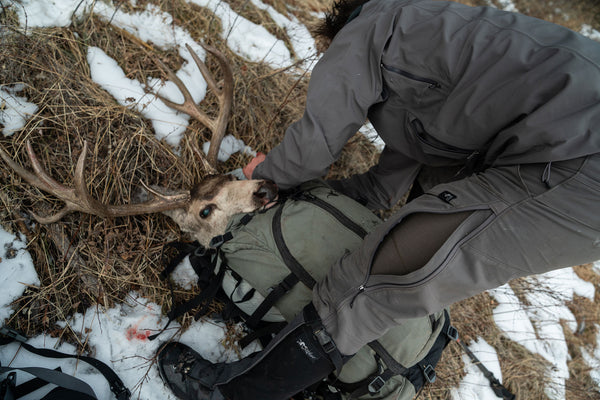 mule deer on pack