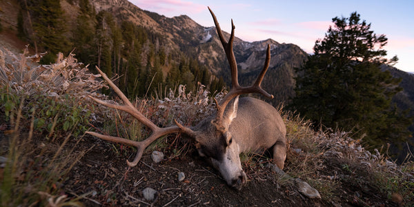 mule deer buck